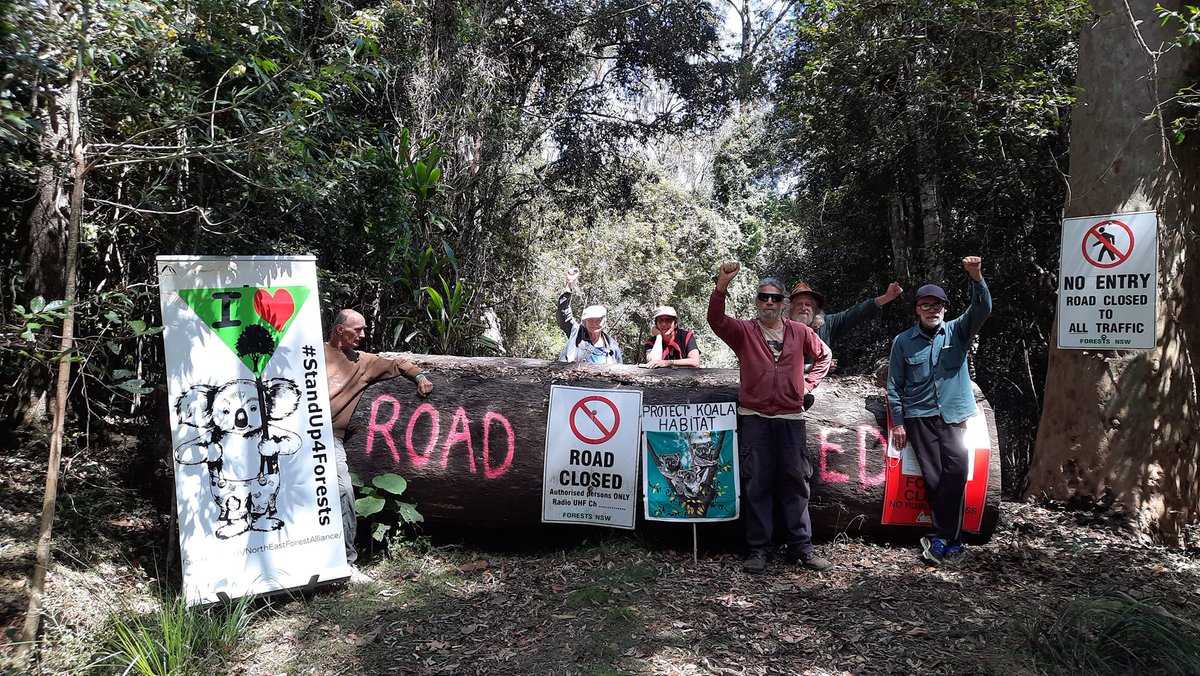 CloudsCreek's tweet photo. Stand Up for Cherry Tree koalas!
It's #SaveTheKoalaDay !
Shame forestry! π’π©π¨π³π₯
#EndPublicNativeLogging #SaveOurKoalas
#WorthMoreStanding #GKNP #extinction https://t.co/UAAYJO4qiJ