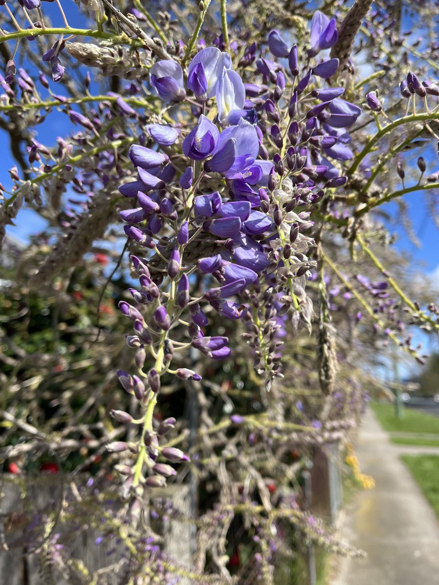 JudithClarke54's tweet photo. Lunchtime walk in the sunshine with dotti dog as todays a rest day for both of us. Lovely late morning with plenty of flowers starting their spring/summer blooming season #getreadyfortheweekend #keepsafe https://t.co/Gejreopcpn