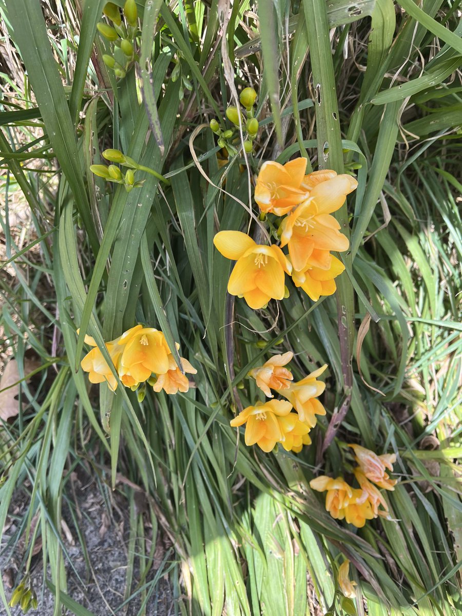 JudithClarke54's tweet photo. Lunchtime walk in the sunshine with dotti dog as todays a rest day for both of us. Lovely late morning with plenty of flowers starting their spring/summer blooming season #getreadyfortheweekend #keepsafe https://t.co/Gejreopcpn