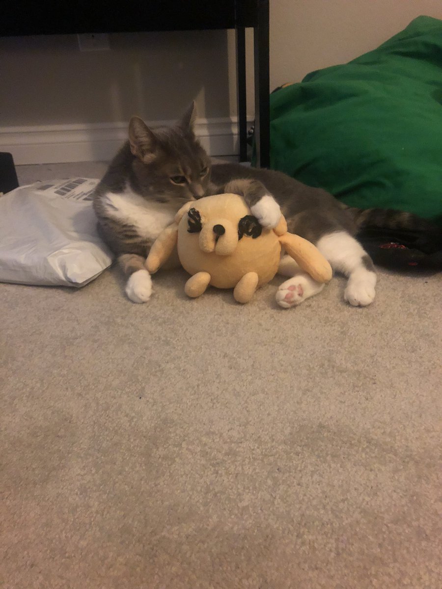 Cake the Cat and Jake the Dog