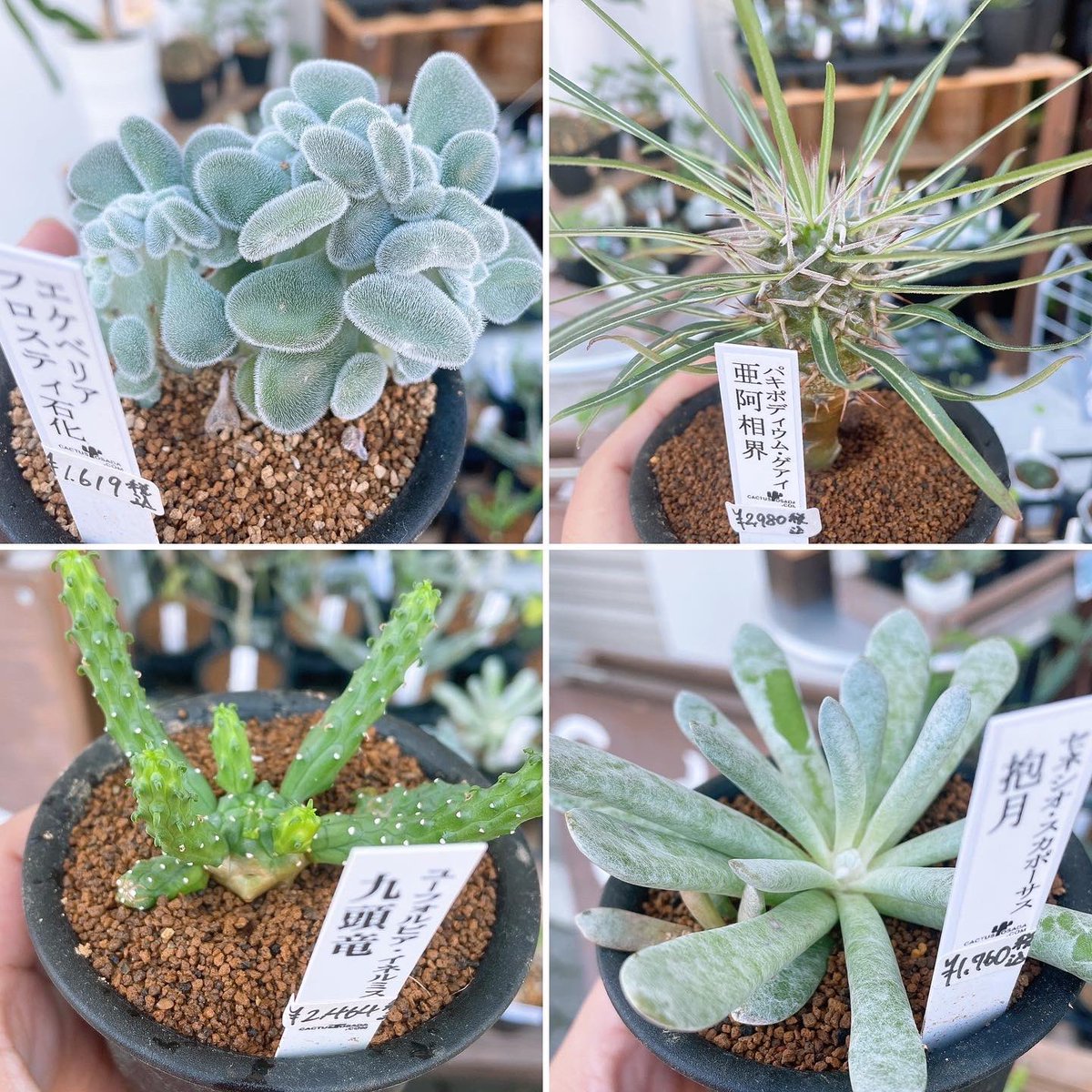 けん 嫁 Gardenえん Joniel Joniel Twitter けん 嫁 Gardenえん Joniel Joniel Twitter