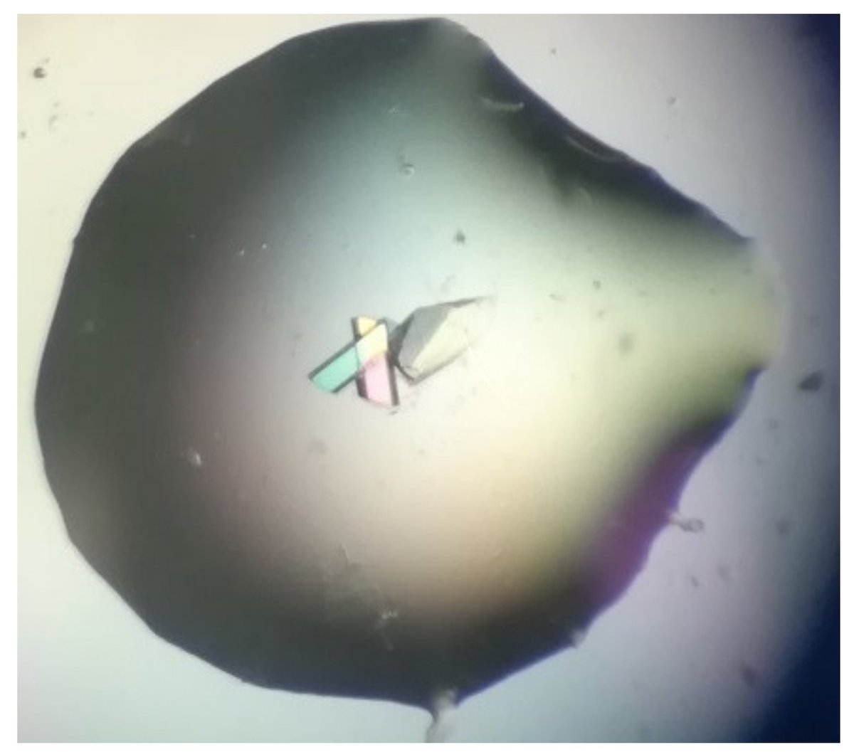 IJMS_MDPI's tweet photo. Considering #ProteinCrystal growth at the molecular scale, we explain why #PorousNucleationInducingMaterials can improve #crystals. Growth at low supersaturation outside the pore is a crucial factor. Read more here: https://t.co/ybBg95XGY2 https://t.co/oNIRFOHPa2