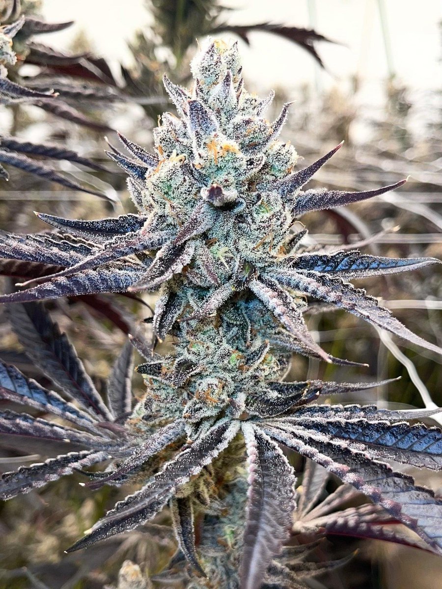EmmaEdibles's tweet photo. This Golden Leaf grown under FOHSE Inc.'s popular A3i LED system has us seeing stars! https://t.co/N1CEQHJAhf
