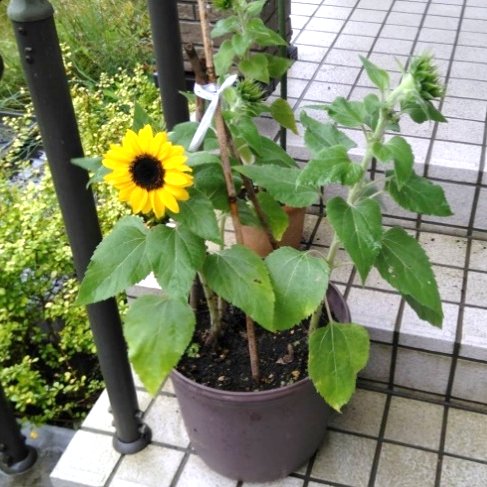 SH_tsubomi's tweet photo. 今日の #札幌 は最高気温27℃の予報ですね！
#最後の夏 になりそうです👌
なので本日の投稿は #ひまわり🌻✨
久しぶりにちゃんと咲いてくれました！😭🎉
（去年は咲かずに枯れてしまい・・・）
天気も良さそうで気持ち良い #週末 になりそうです🌈
#シェアハウス #入居者募集中 https://t.co/TRYAEloeHA