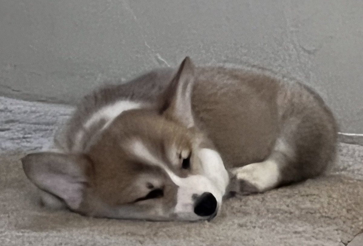 Russ the BlizzCorgi tweet media