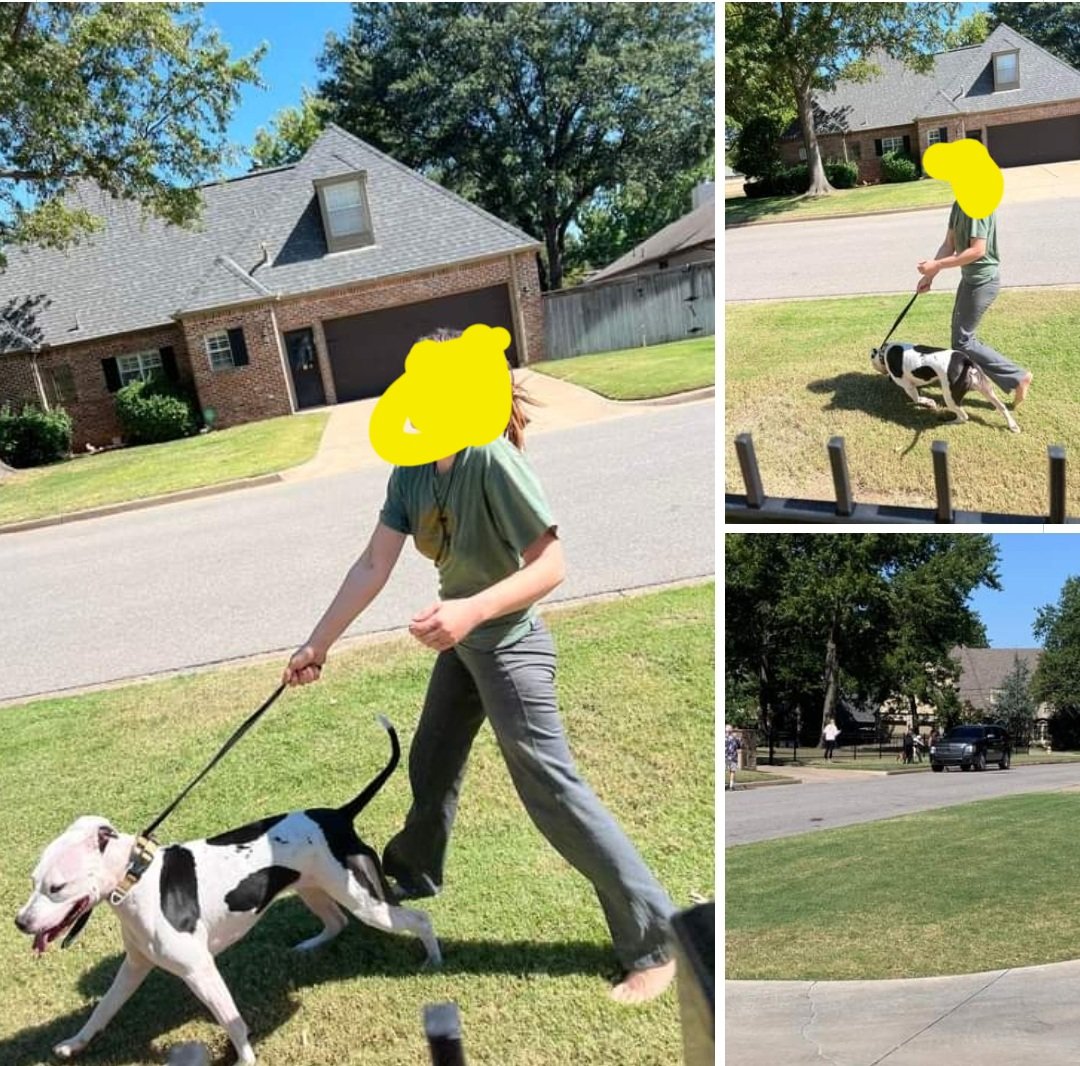 by_pets's tweet photo. Tulsa, OK
#pitbullattack
#geneticsmatter
#Pitbull
#Tulsa
#pitnrun
#pitnsplit
So proud to own a pit until it goes pit. https://t.co/ss6P18UicV