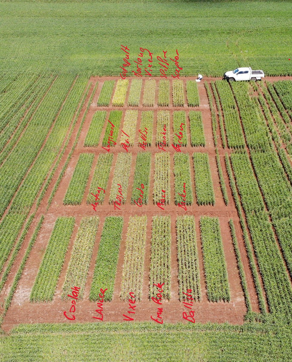 GrainOrana's tweet photo. Stripe Rust Sentinel: Wongarbon update. 
- evidence of stipe rust in all varieties
- infections would suggest the both 198 and 239 have been present
- currently almost no active infections present (no fungicides have been applied) 
@GRDCNorth @MaurieStreet #striperust #wheat https://t.co/jvrWrPjPVS