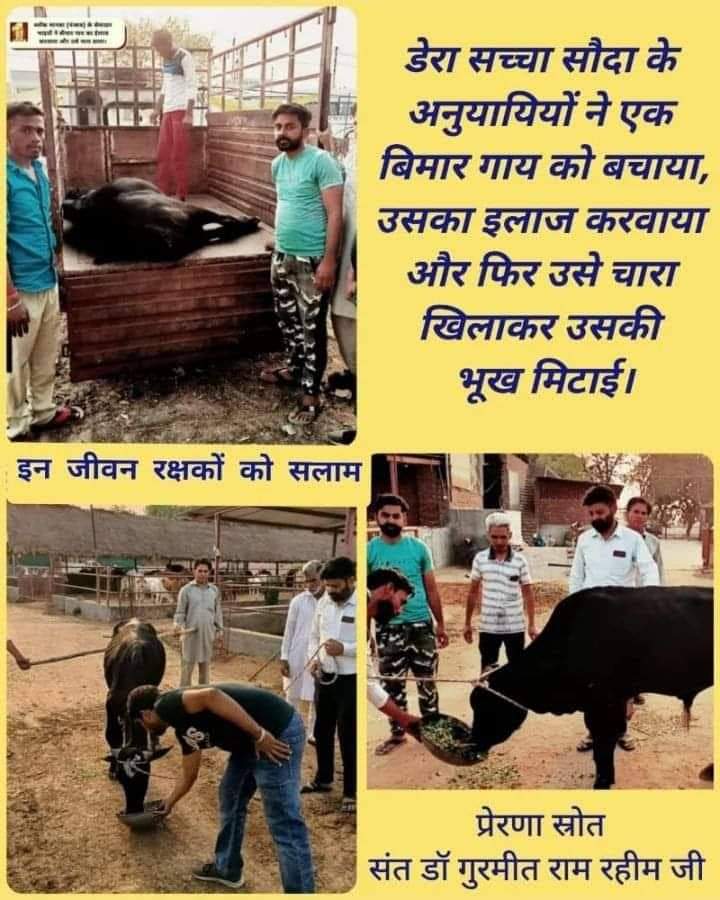 Param37932415's tweet photo. To meet the food and water neesd of the ever rising number of stray animals. Dera Sacha Sauda volunteers arrange fooder,water,and even make arrangements for their shelter and medical aid if required. #BeKindToAnimals
@Gurmeetramrahim 
@DSSNewsUpdates https://t.co/4j9hL18h6L