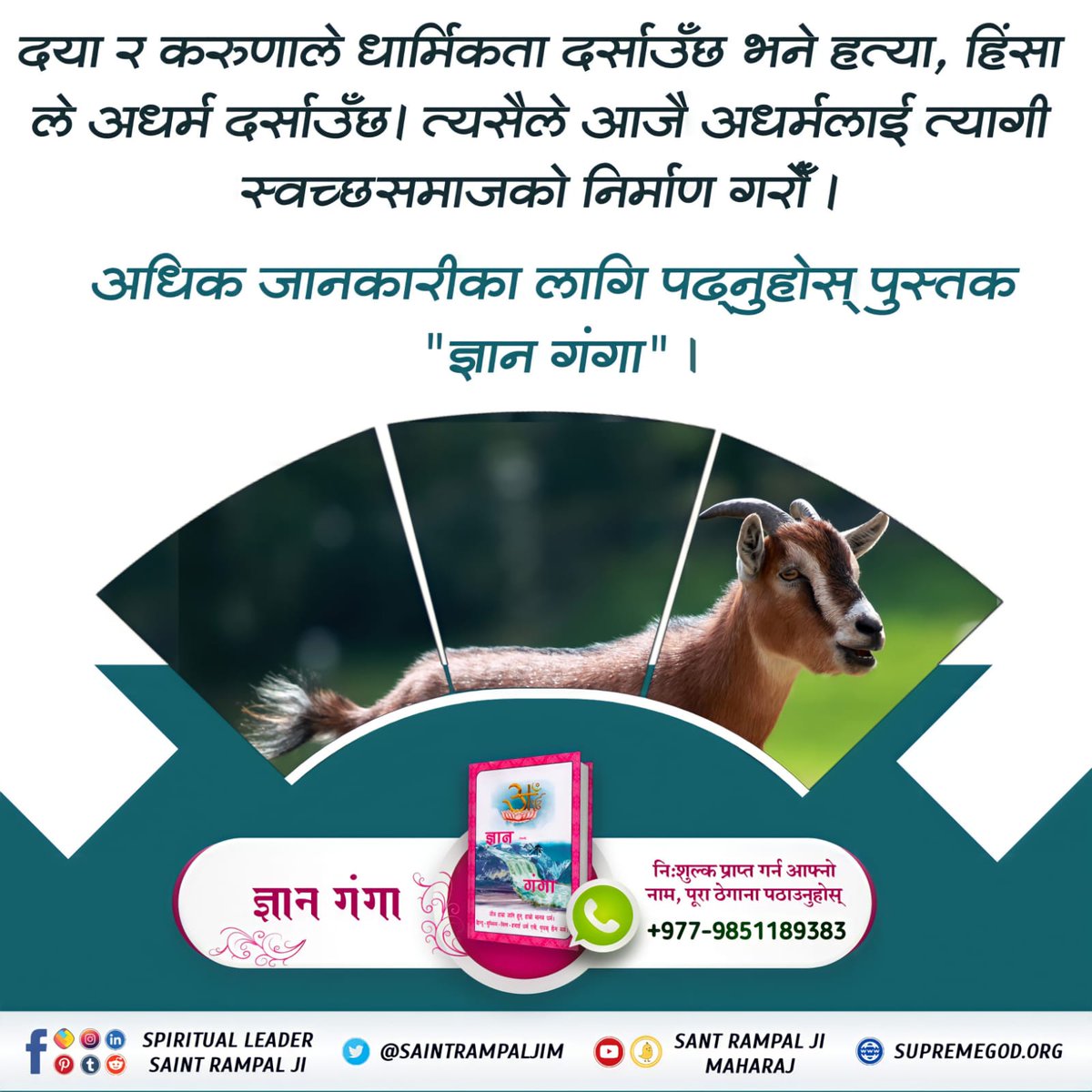 SarojSahDas1's tweet photo. animal  Violence shows iniquity. So today let's build a clean society by abandoning iniquity.

#बलिप्रथा_बन्द_गरौँ

Save Animals https://t.co/YXqsr0k7qT