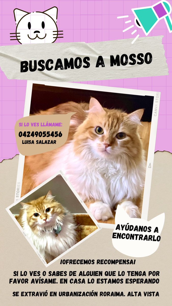 Rosbelys's tweet photo. En Puerto Ordaz.
Ayudemos a Mosso a regresar a casa. Una familia que lo ama lo espera ⤵️

#PuertoOrdaz https://t.co/In4NBV3bz6