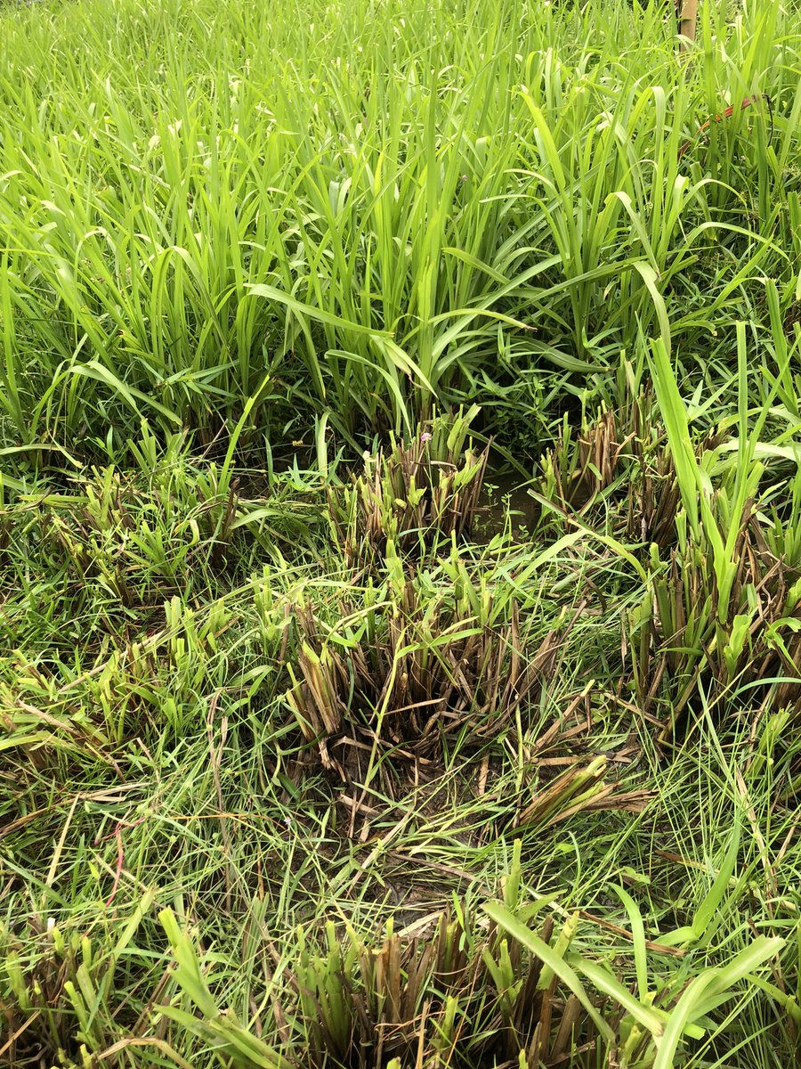 _mattdenton_'s tweet photo. Great visit to project partners in Cambodia this week, meeting with RUA, CARDI, LDC, visiting trial sites in Takeo province and meeting recent @waiteresearch PhD graduate @huot_chanthy #forageoptions project @Richard68918707 https://t.co/BZOcrudbsK