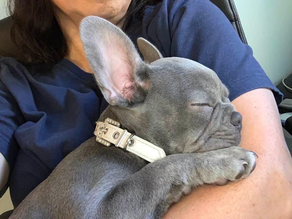 shortsm1's tweet photo. It’s hard to work when you gotta rock the baby @French_Bulldog_ #rubypearl https://t.co/267MULVKXK