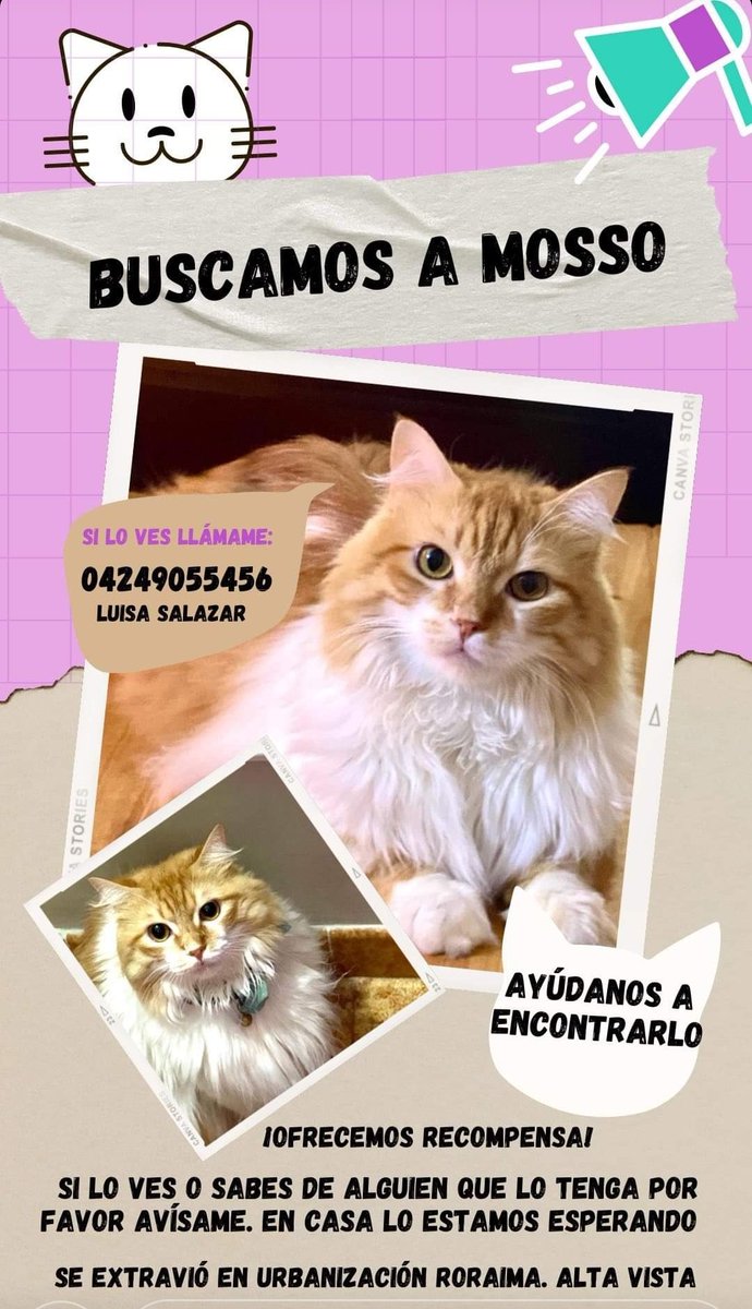 cguillenm's tweet photo. SE BUSCA A MOSSO
¡Hay recompensa!
Toda la información está adjunta.

#gatosextraviados #gatoperdido 
#ServicioPublico https://t.co/jkGYlh5FBv