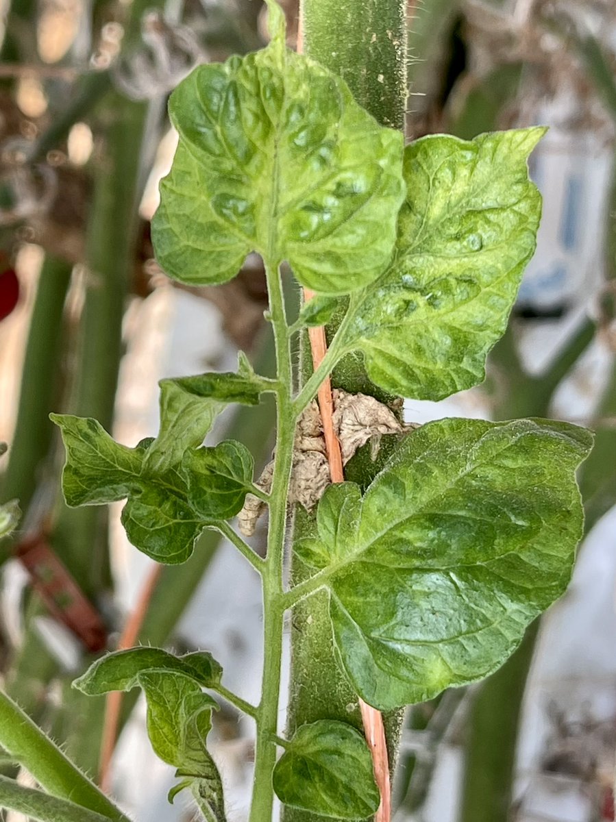 Monica Kehoe tweet media