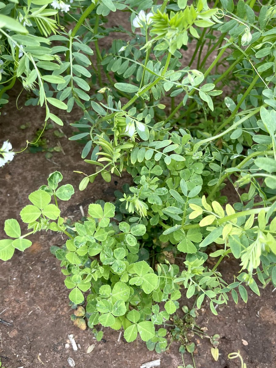 Monica Kehoe tweet media