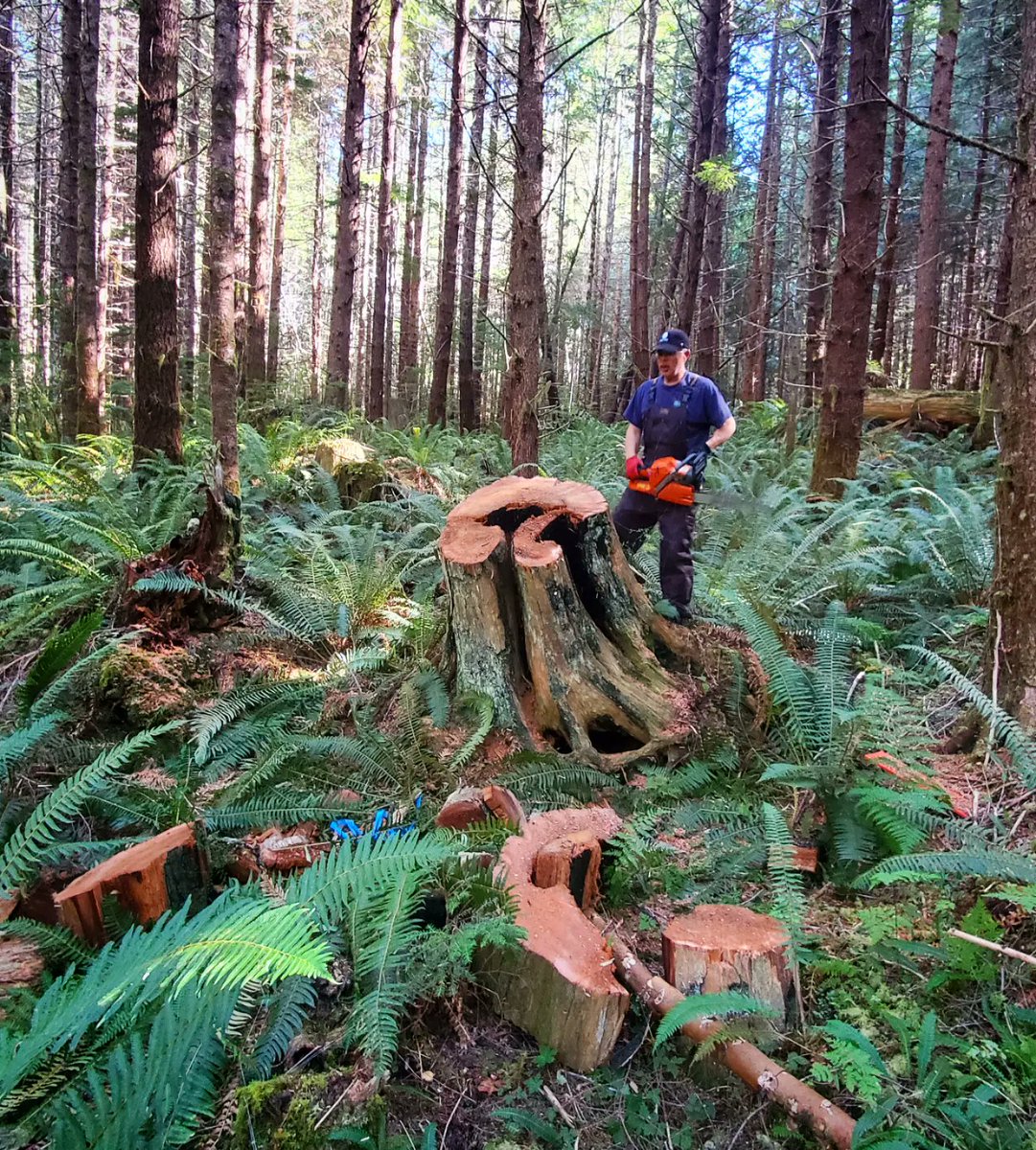 StumpedArchaeo's tweet photo. #culturallymodifiedtree data recovery from second growth forests. Not all is lost. 'Namgis. #vancouverisland #Archaeology https://t.co/zYTKNTjwyK