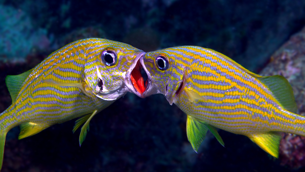 Today's Caribbean fish is the French Grunt (Haemulon flavolineatum). The two here are competing for ranking in their group. This photo is great to see why the genus got the name "Haemulon", it comes from the Greek haimaleos = bloody in reference to the color inside their mouth.