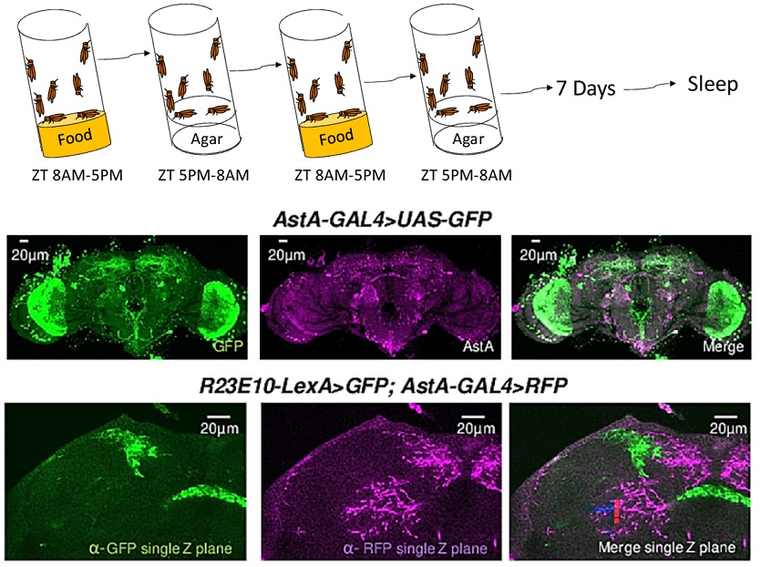 PLOSBiology's tweet photo. Falling asleep at the wrong time can be dangerous. @PaulJShaw3 &amp;co show that time-restricted feeding &amp; acute #starvation enhance waking by reducing #SleepDrive; internal state modulates pro-#sleep #neurons to help stay awake when it matters #PLOSBiology https://t.co/6dAWsPZzZw https://t.co/UmJ32EP5yN