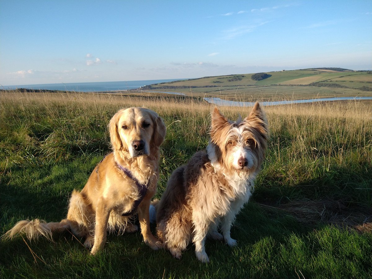 Bramber Bears💜 tweet media