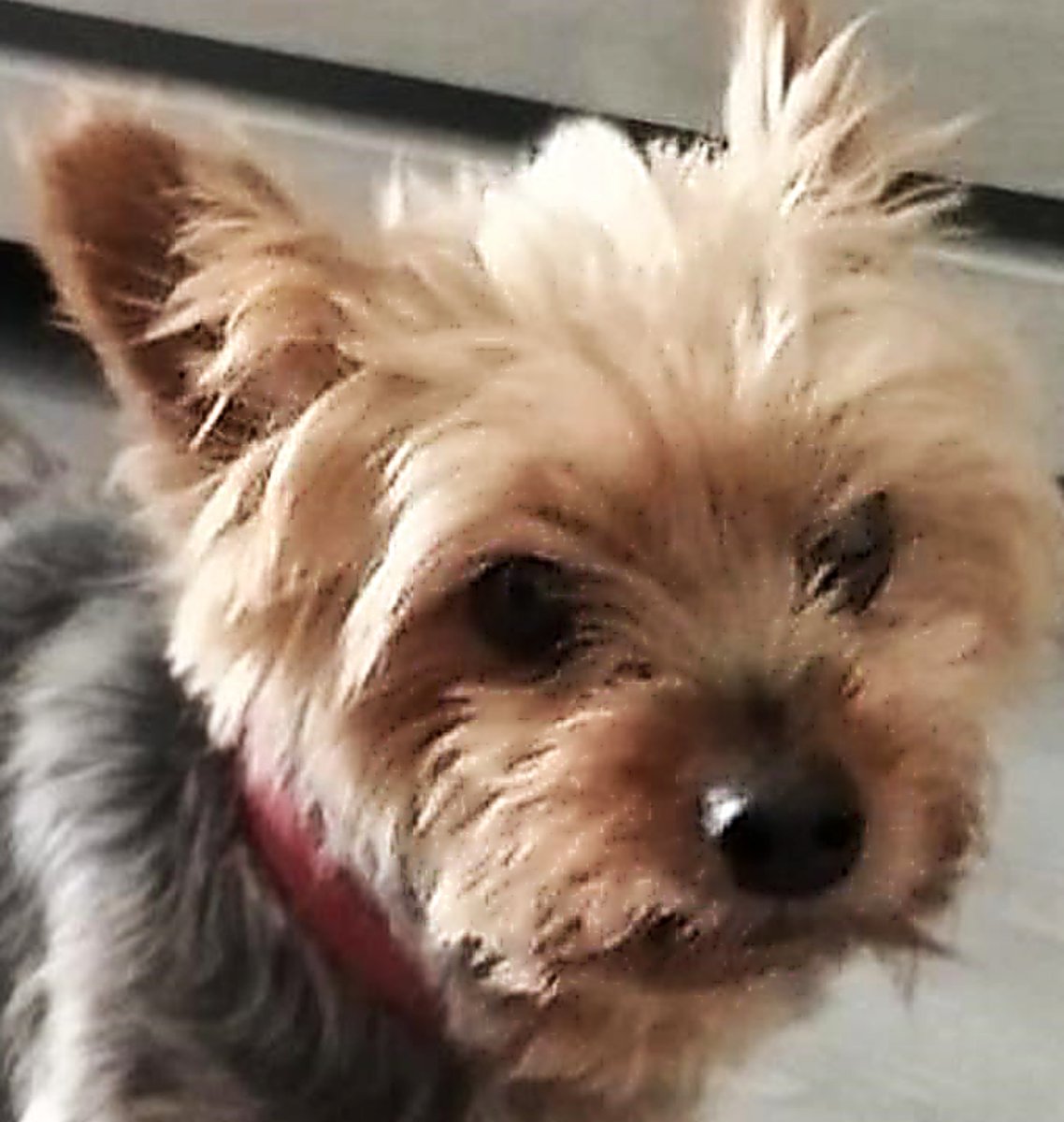 SosAbuelos1's tweet image. Copio, porque si opino.. me sale la vena psicópata y la lío🤬

#ALBACETE
Me pongo en contacto por si supierais de alguien que quiera una perra de 12 años.
Desde que me quedé embarazada, la tengo alergia.
Quiero buscarle una casa antes de tener que "dormirla"

WhatsApp 611723168