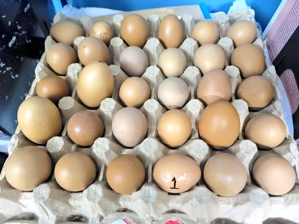 AsadaFoods's tweet photo. From Egg No. 1 (seen here inside Crate No. 1), we've now gotten Egg No. 6,000,000!!! Thank God for the journey thus far.

Our Layers are now "spent!" You can buy them starting tomorrow at
N2,500 per Bird! 

Contact:
0803 505 2588 
0806 362 3503

New Batch of Layers coming soon! https://t.co/Wy91lQ1Hkb