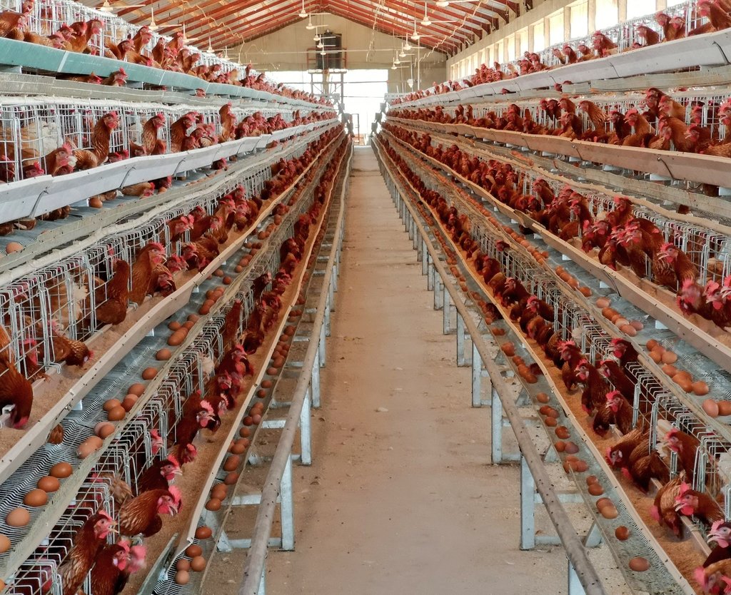 AsadaFoods's tweet photo. From Egg No. 1 (seen here inside Crate No. 1), we've now gotten Egg No. 6,000,000!!! Thank God for the journey thus far.

Our Layers are now "spent!" You can buy them starting tomorrow at
N2,500 per Bird! 

Contact:
0803 505 2588 
0806 362 3503

New Batch of Layers coming soon! https://t.co/Wy91lQ1Hkb