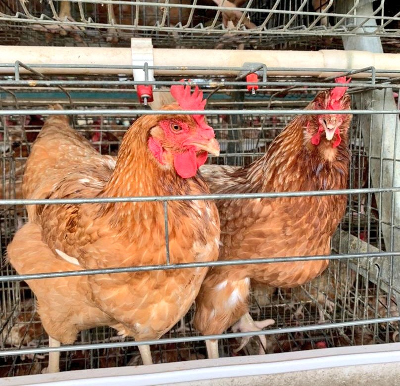 AsadaFoods's tweet photo. From Egg No. 1 (seen here inside Crate No. 1), we've now gotten Egg No. 6,000,000!!! Thank God for the journey thus far.

Our Layers are now "spent!" You can buy them starting tomorrow at
N2,500 per Bird! 

Contact:
0803 505 2588 
0806 362 3503

New Batch of Layers coming soon! https://t.co/Wy91lQ1Hkb