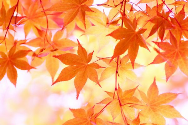 MelliMelli_jp's tweet photo. \\
🍁秋の感謝祭　＃プレゼント企画
//

明日から10月❤️いつも応援してる皆さん、誠にありがとうございます。
感謝の気持ち含めて、アマギフ　＃1000円　ｘ５を🎁します😊

参加方式
❶＃ＲＴ＆＃フォロー
❷＃リプ　迎えの10月に一言

〆切：10/10
＃拡散希望 https://t.co/3OtCOW45Ws