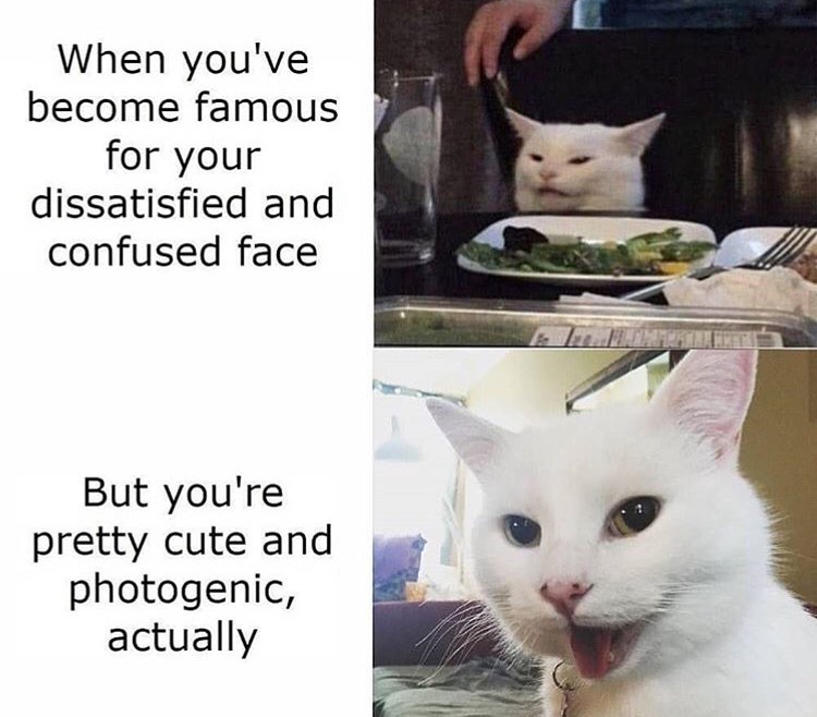 Take Meow Hand (@take_meow_hand) on Twitter photo 