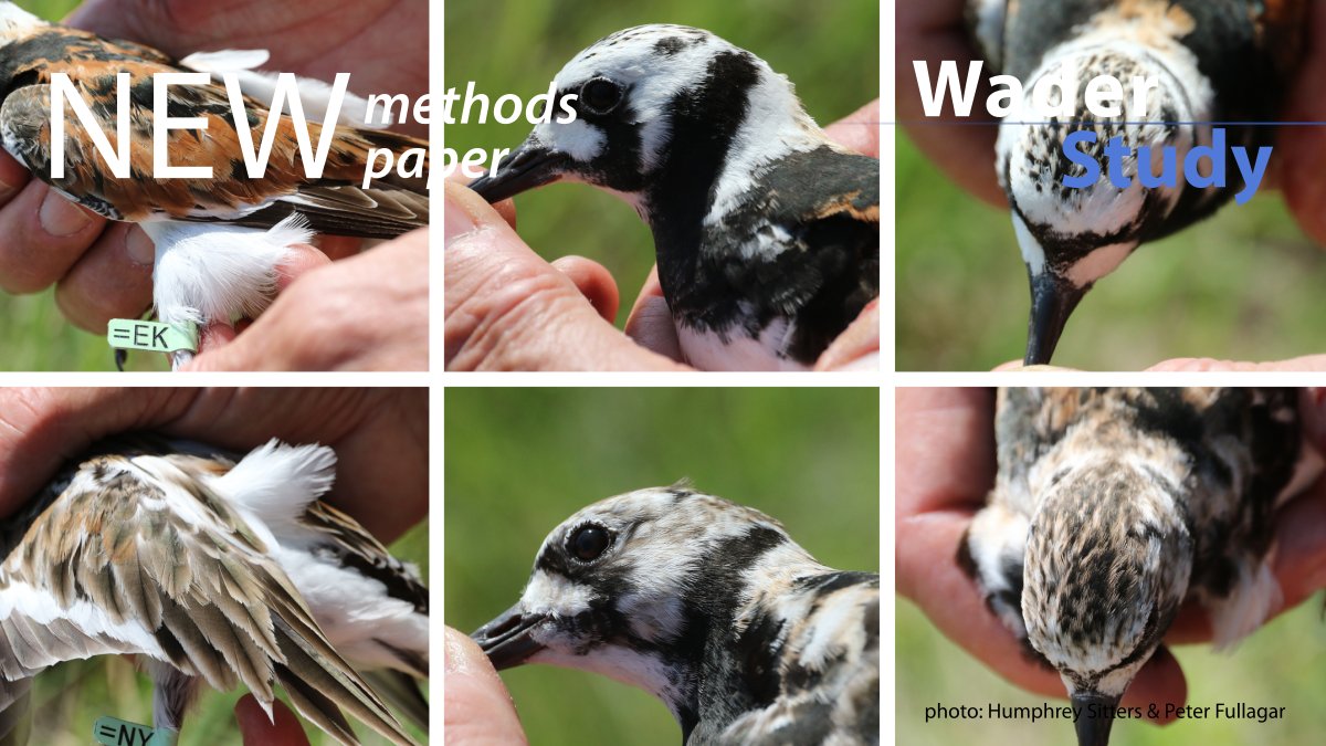 “When a mix of experts and less-experienced observers sexed Ruddy Turnstones on the basis of plumage, inconsistency on recapture was around 10% (…)” - Fullagar et al. waderstudygroup.org/article/16438/ #ornithology #waders #shorebirds @USGS @NMNH @IthacaCollege