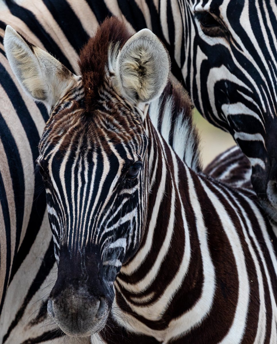 OngavaLodge's tweet photo. The quiet of the bush, followed by the sudden burst of energy as wild animals congregate at waterholes. This is the magic of Namibia! Listen to nature.
#ongava #conservation #namibia #etosha #africa #wildlife #safari #listentonature https://t.co/0Rv05EQDke