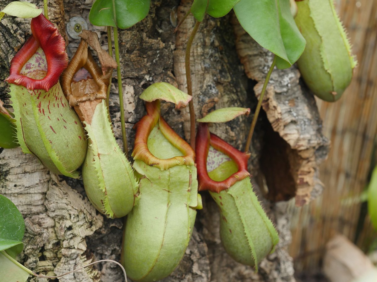 Phil Esseen tweet media