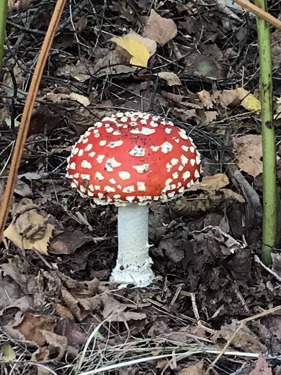 When the news brings you right down, go long for the small wonders. Look what I found! #faeriefolkbehere