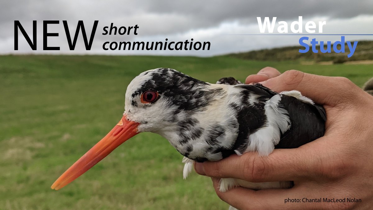 A Eurasian Oystercatcher with aberrant plumage by @_JacquieClark & Dodd waderstudygroup.org/article/16445/ #ornithology #waders #shorebirds