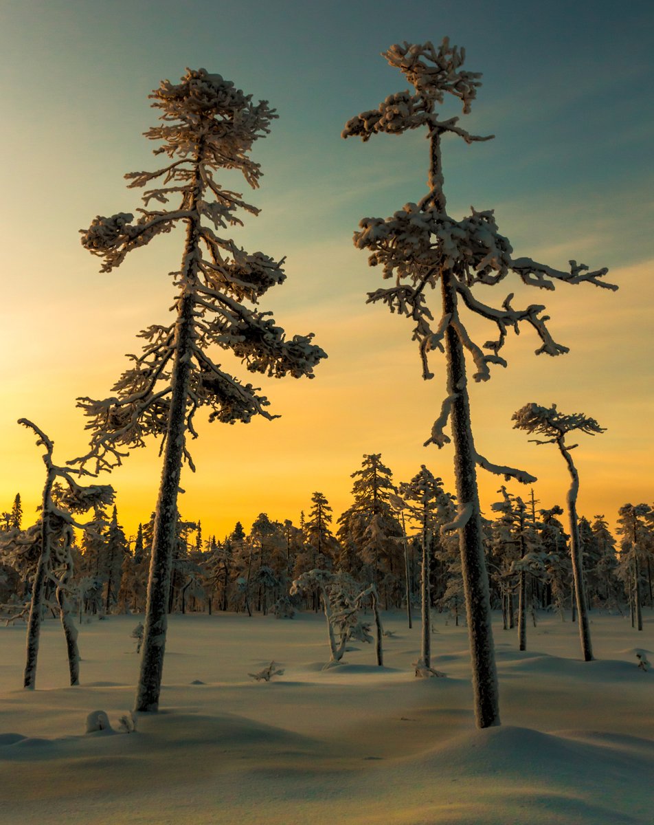 luonnonsuojelu's tweet photo. Talveksi luonnonsuojeluhommin Lappiin? Lapin piirimme hakee tiedottajaa Rovaniemelle neljäksi kuukaudeksi 1.11. alkaen. Hommia voi paiskia myös etänä. #rekry #työpaikat #lappi #viestintä https://t.co/9qIzzZYjSc (Kuva Vesa-Matti Hillberg) https://t.co/EfFXR7idEw