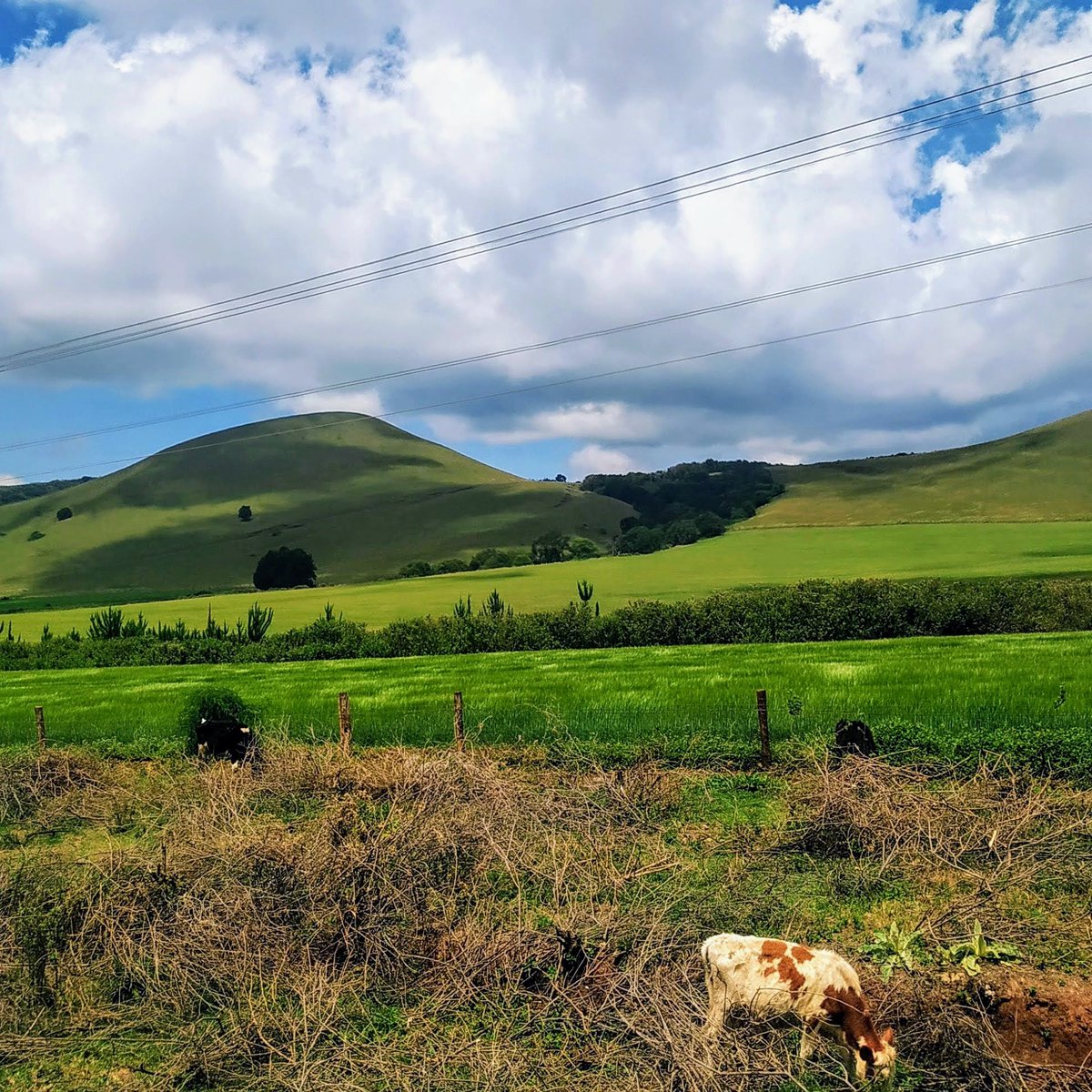 Timau 🤙