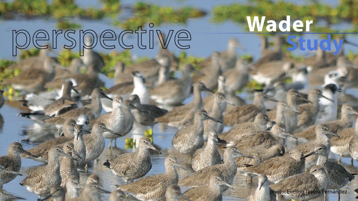 Developing wader research in the Americas: the challenges and the silver lining by @eveconnection waderstudygroup.org/article/16418/ #ornithology #waders #shorebirds #openaccess