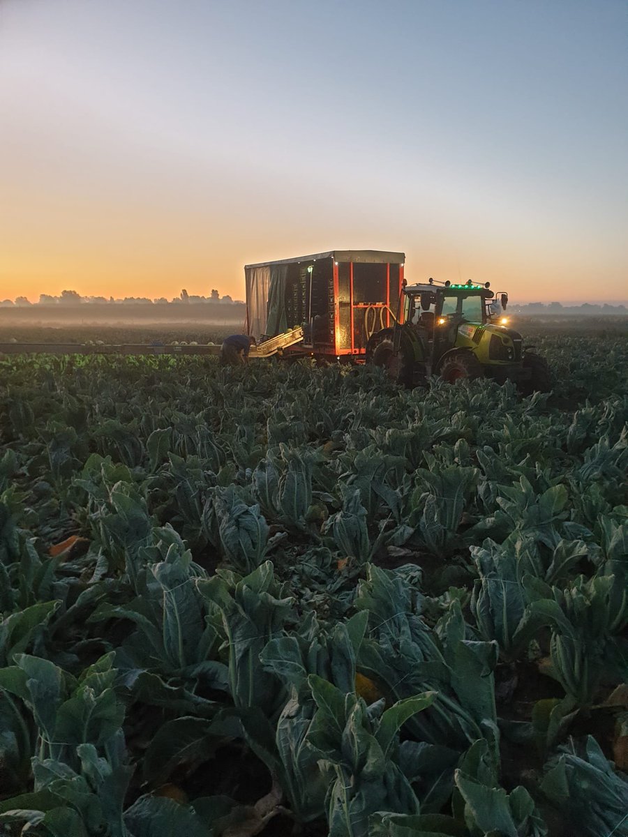 Lekker dagje bloemkool oogsten #bloemkool #versvanhetland