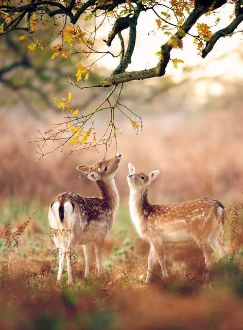 Good morning, Twitter friends!☀️🍁🍄