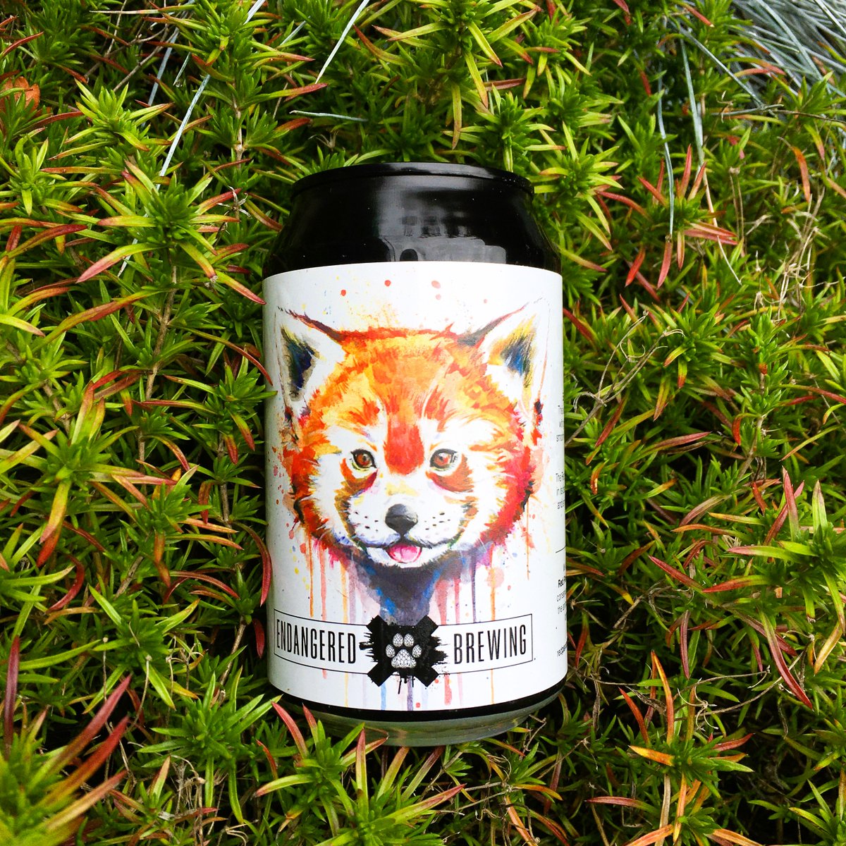EndangeredBrew's tweet photo. Our fourth #beer…🐾
⠀⠀⠀⠀⠀⠀⠀⠀⠀
The Red Panda #Radler🍻

Grapefruit and mandarin juice with the body of a Lager at 3.0% ABV

The #RedPanda is our fourth animal we have chosen to support with our partners @WhitleyAwards &amp; @RedPandaNetwork 

Get yours now!

Cheers Bru🐾🍻 https://t.co/qVKPnLQzfy