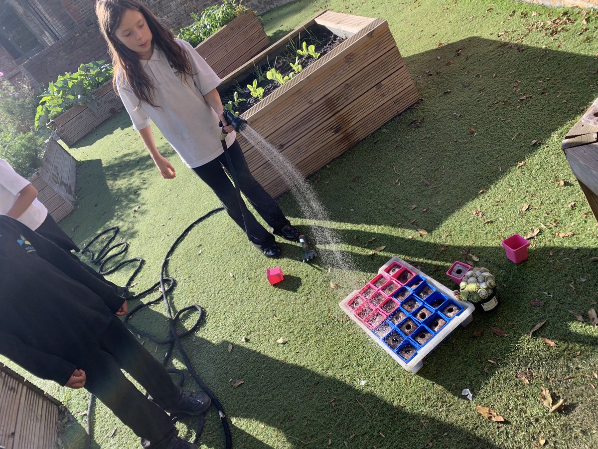 Planting garlic, spinach, turnips and sempervivums (otherwise known as house leeks) 🍃🧄 #WHGardeningClub
