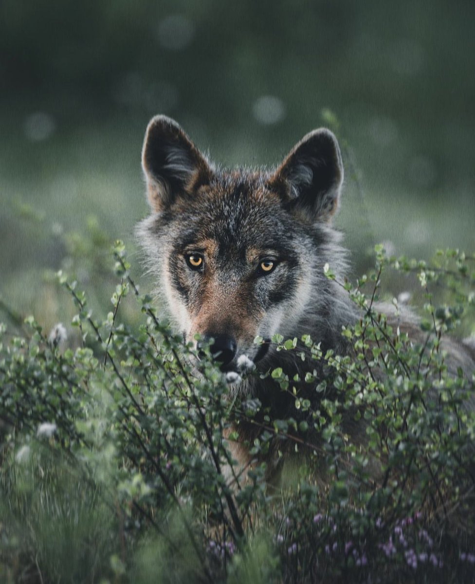 There are nights when the wolves are silent and only the moon howls 🐺🌲🌕