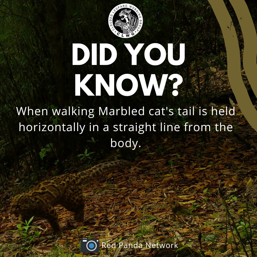 CloudLeopardWG's tweet photo. Did You Know?
When walking marbled cat's tail is held horizontally in a straight line from the body.

📸@sonamtac (CLWG Partner)/ @redpandanetwork

#MarbledCat
#SmallCat #SmallCats #FunFact #FridayFelidae
#CloudedLeopard #MarbledCat #AsiaticGoldenCat #Nepal #EasternNepal https://t.co/23JLMwdNMm