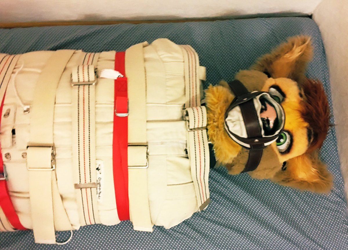 Bondage canine :X tweet media