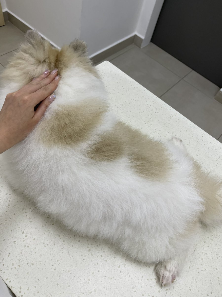 My poor baby 🐶is 🤒… do you think my boss will approve if i take mc today?? 🥺