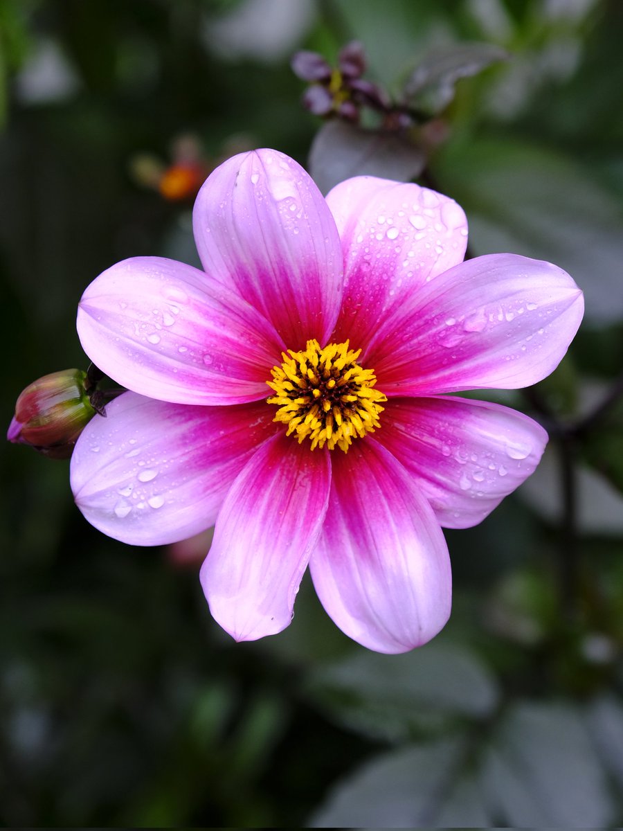 My favourite 🏆 #dahlia #FlowersonFriday #Flowers