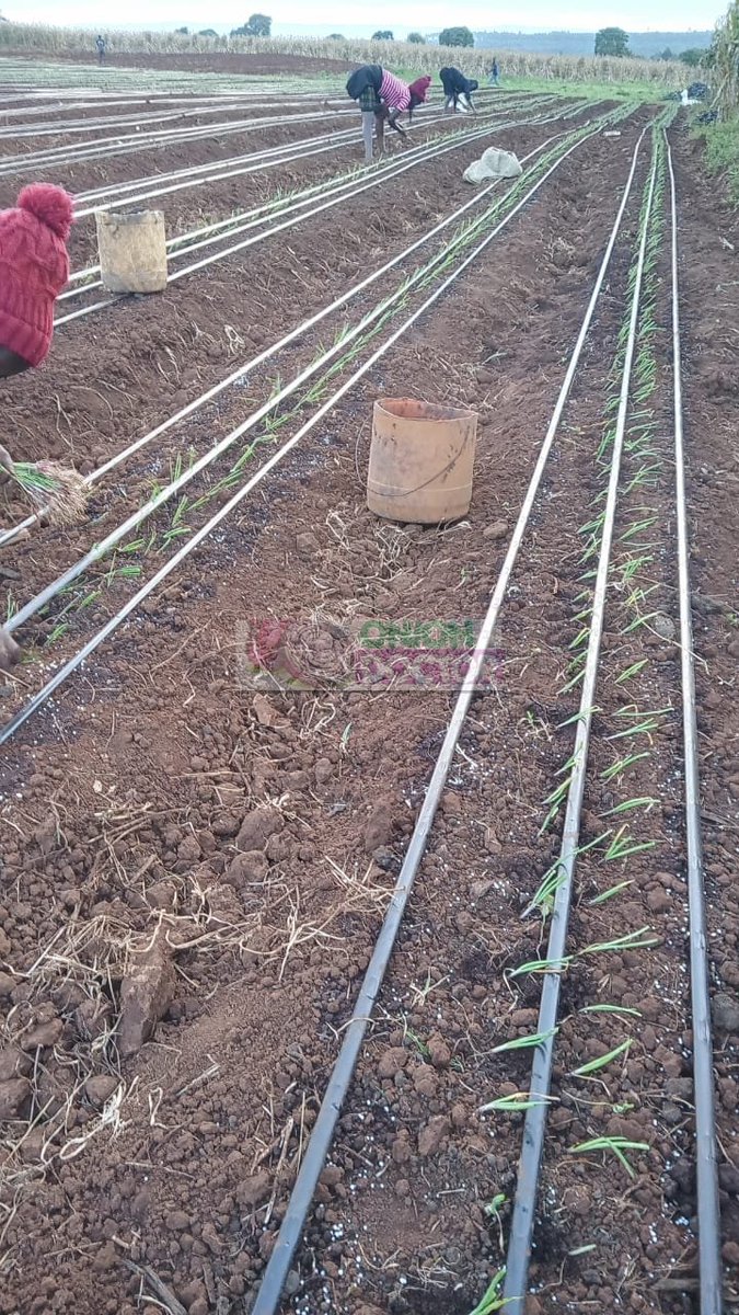 OnionDoctorKe's tweet photo. What has worth is worth paying for!
Turbo has been good to us!Next week Inshallah;our team will be in Kirinyaga (Baricho) for garlic planting then later on in Embu (siakago )for transplanting onions.
For onion &amp;garlic seedlings &amp;agronomy, reach out  via https://t.co/tESDPyWHRt https://t.co/5Y1mZ3h6Al