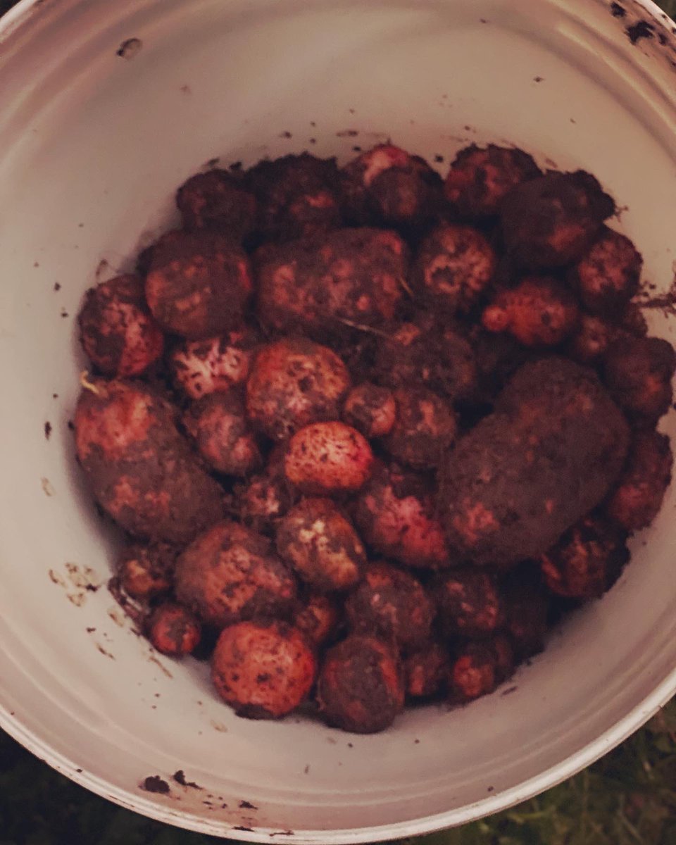 TealSeptember's tweet photo. I’ve been digging #potatoes most of the day. #redpotato #redpotatoes #Vegetable #veggies #homesteading #homestead #farm #gardenchores #garden #gardening #gardener #plant #plants #SaveTheBees #potato #GardeningTwitter #GardenersWorld #homegrown #homegrownfood #growyourownfood https://t.co/DGFQry7xCE