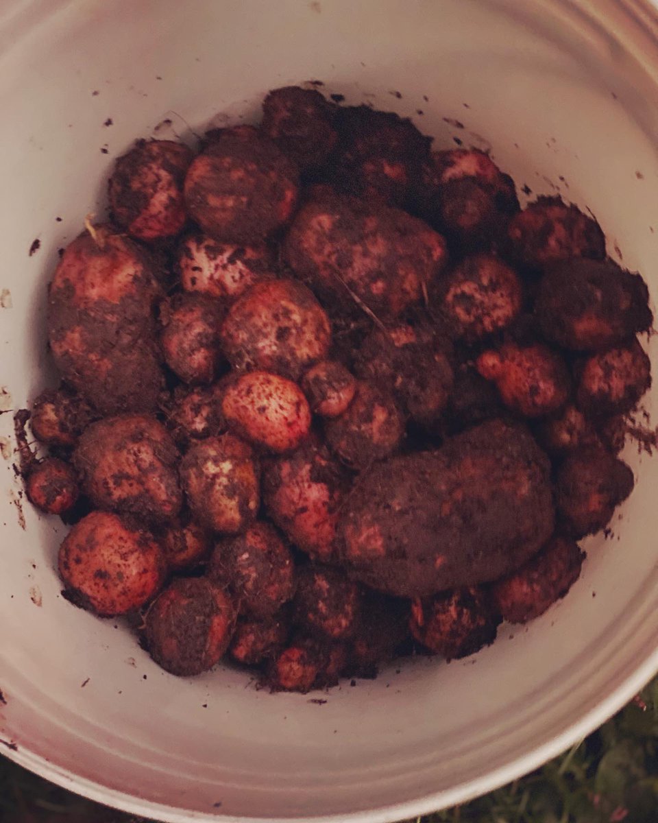 TealSeptember's tweet photo. I’ve been digging #potatoes most of the day. #redpotato #redpotatoes #Vegetable #veggies #homesteading #homestead #farm #gardenchores #garden #gardening #gardener #plant #plants #SaveTheBees #potato #GardeningTwitter #GardenersWorld #homegrown #homegrownfood #growyourownfood https://t.co/6nN8gZzwly
