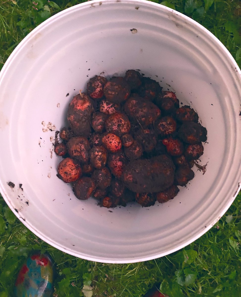 TealSeptember's tweet photo. I’ve been digging #potatoes most of the day. #redpotato #redpotatoes #Vegetable #veggies #homesteading #homestead #farm #gardenchores #garden #gardening #gardener #plant #plants #SaveTheBees #potato #GardeningTwitter #GardenersWorld #homegrown #homegrownfood #growyourownfood https://t.co/6nN8gZzwly